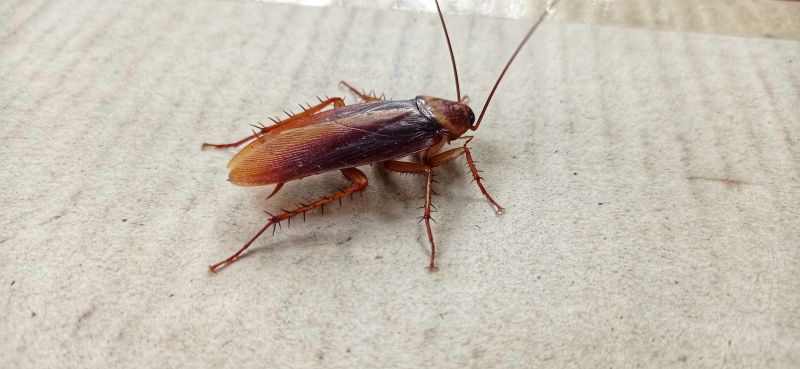 Cockroach Group