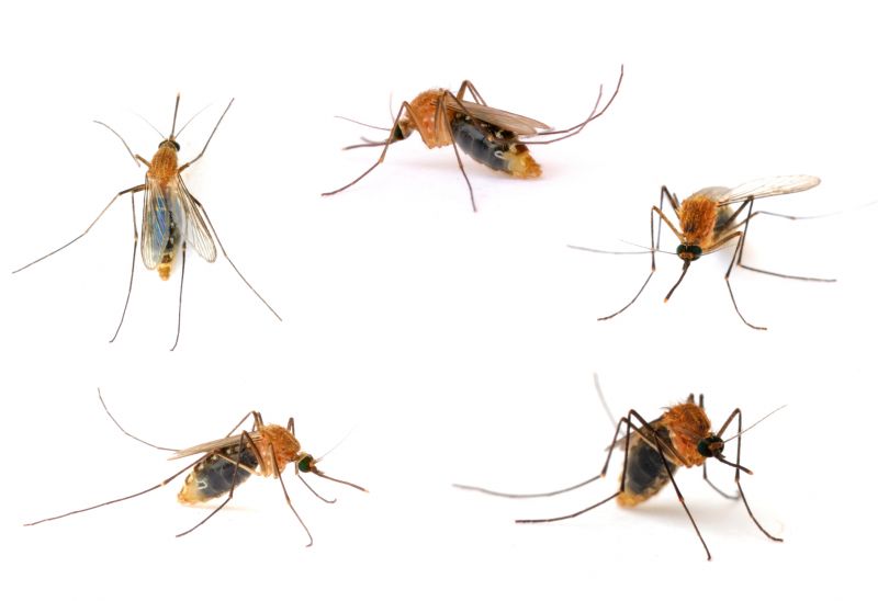 Seasonal Mosquito And Fly Control For Commercial Locations