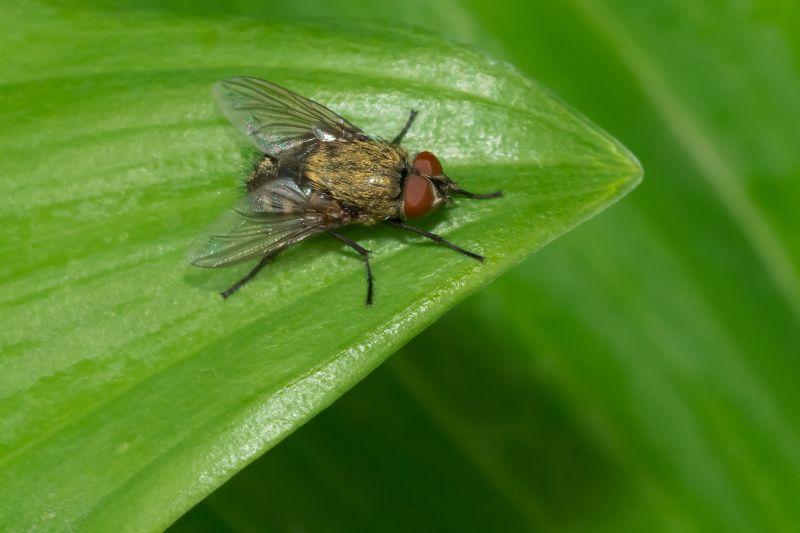 Seasonal Mosquito And Fly Control For Commercial Locations